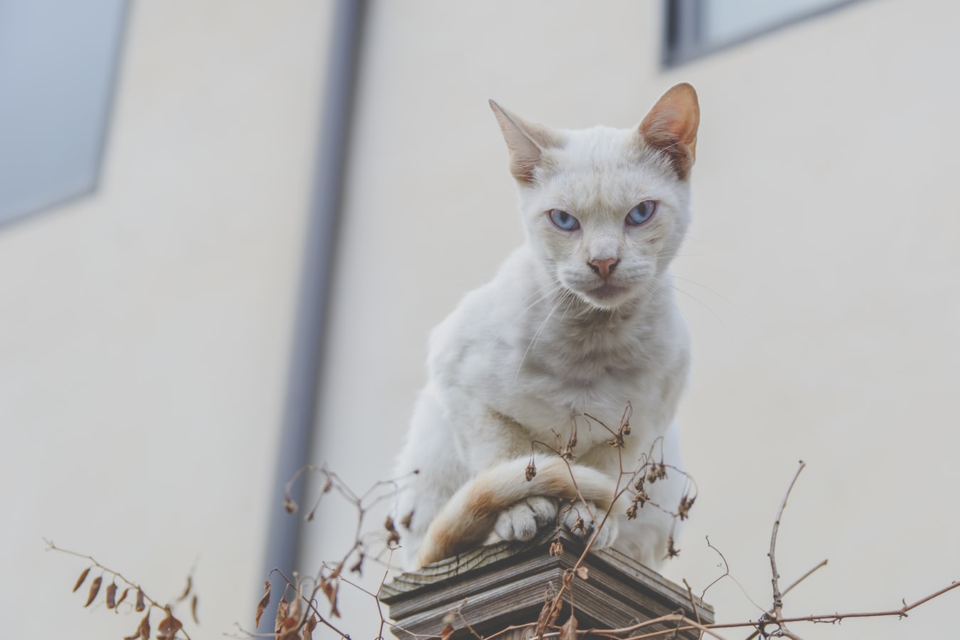 Кот Нахальный Ипполит